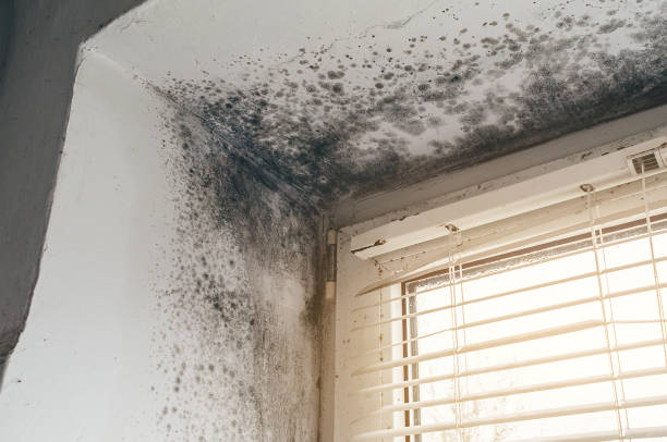Affordable Black Mold Remediation solutions in Riverside, NJ